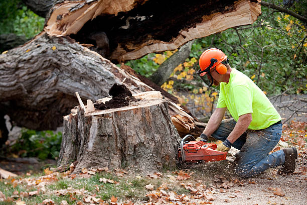 Best Professional Tree Care  in Shinglehouse, PA